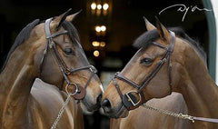 Why Dy'on Bridles & Leathergoods for your horse?