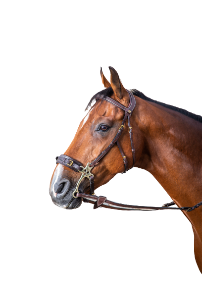 Dy'on Hackamore Bridle DYFADX
