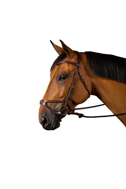 Dy'on New English X-Fit Bridle NECCCD