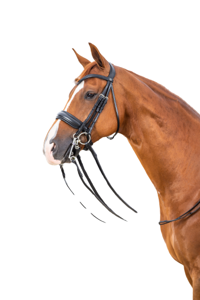 Dy'on Large Crank Noseband Double Bridle NEECAR/S/T