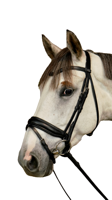 Dy'on Large Crank Noseband Bridle with Flash WODCAM/N/O